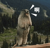 ../../../_images/marmot.gif
